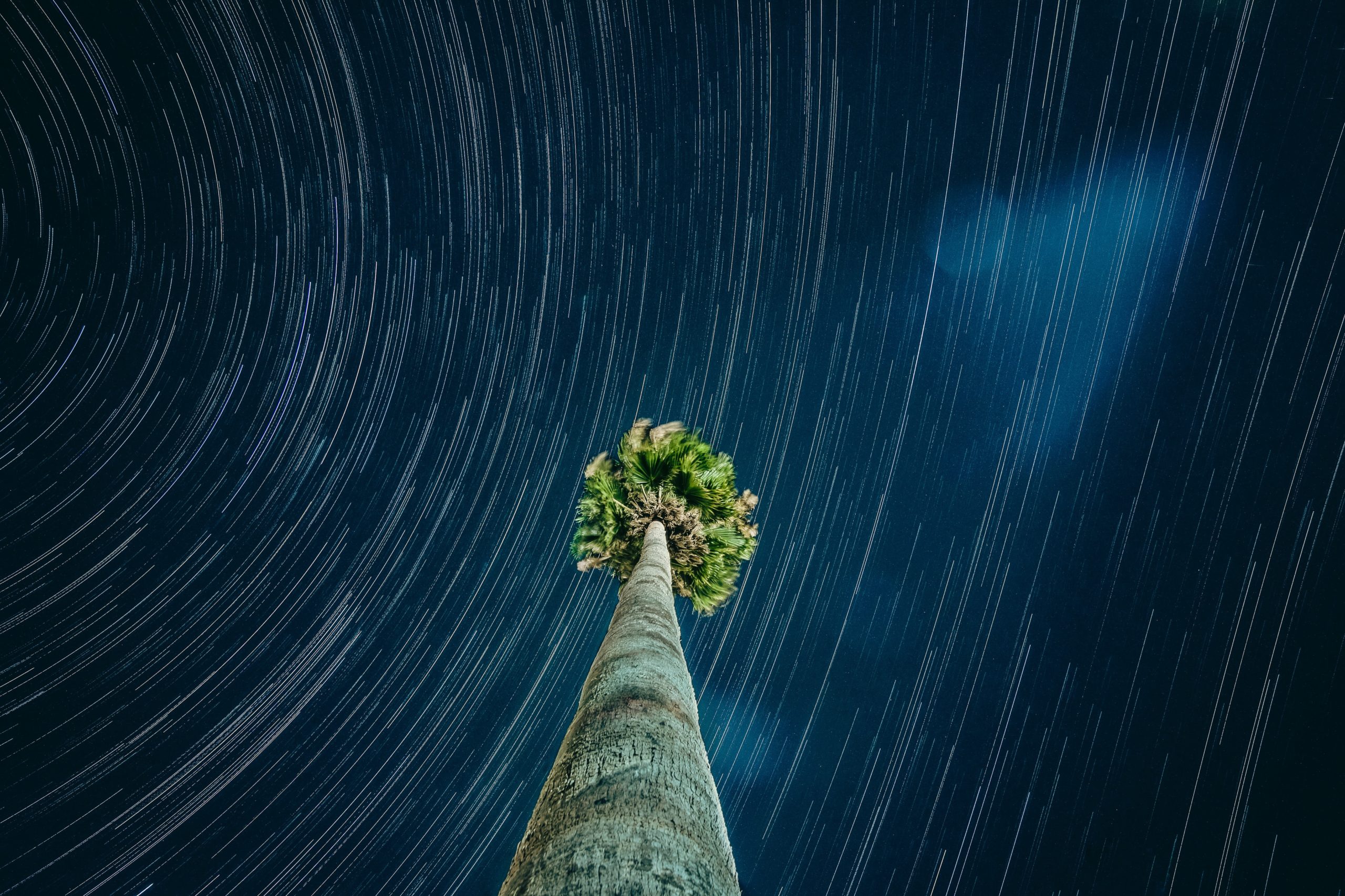 tall palm tree pointing toward the night sky