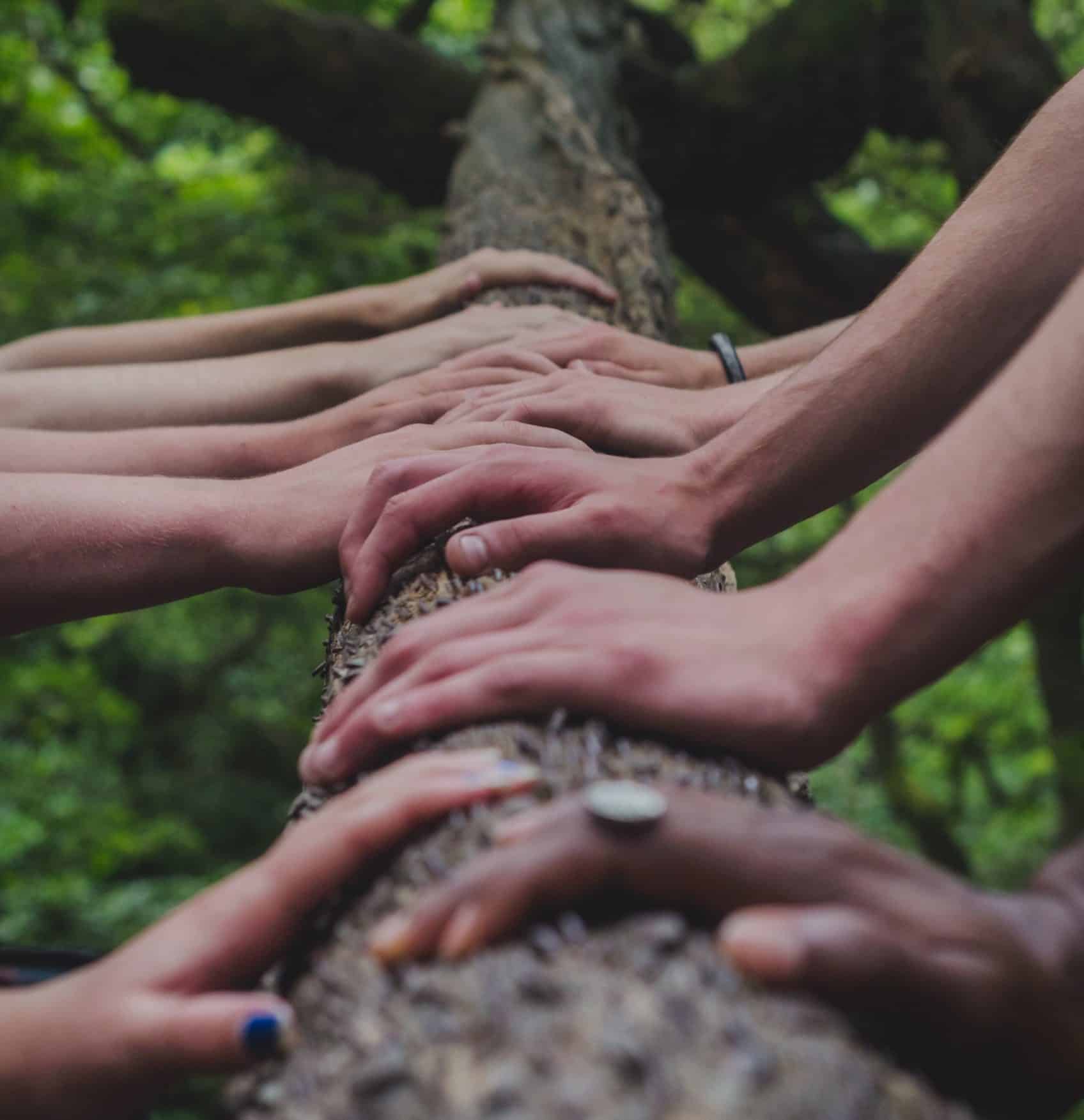 social interoception hands on a tree